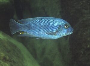 Petrotilapia tridentiger 'Nkhata Bay'